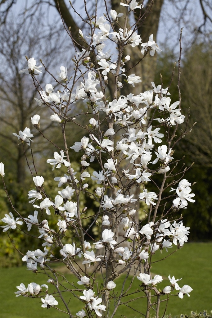 Beverboom (Magnolia loebneri 'Merrill')