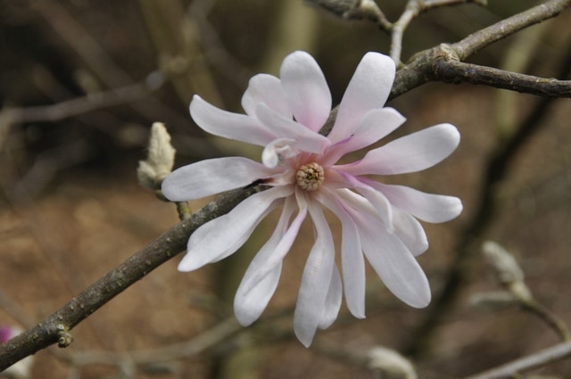 Magnolia loebneri ‘Raspberry Fun’