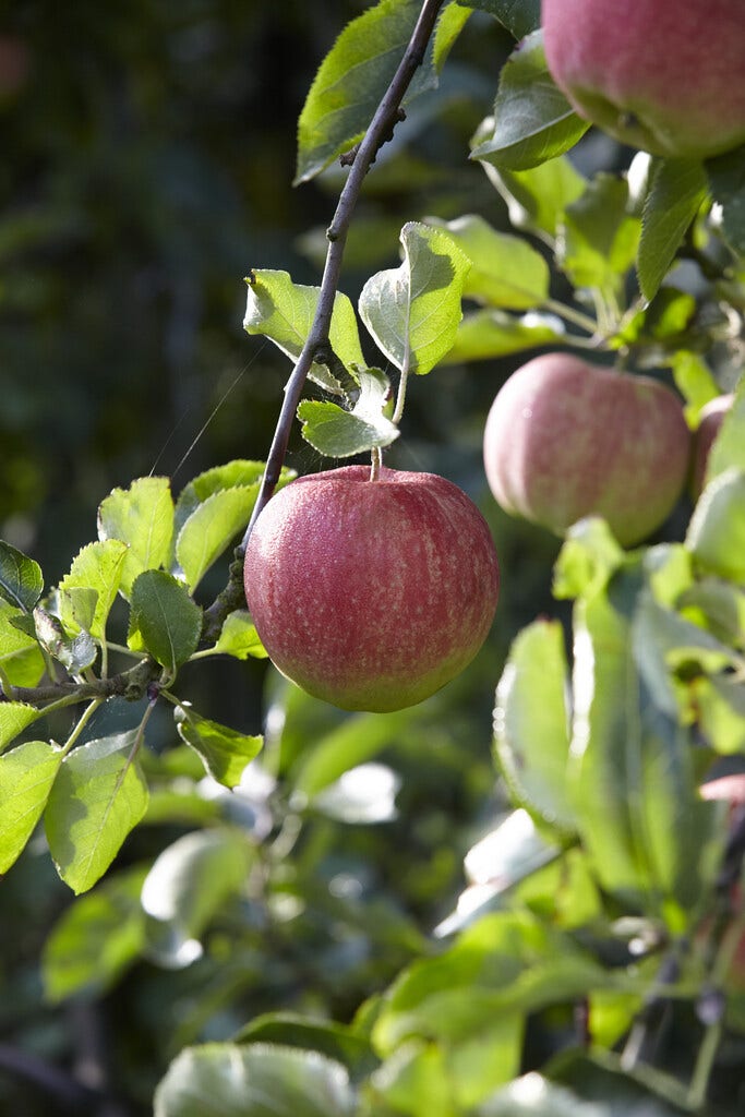 Appelboom (Malus domestica 'Elstar')