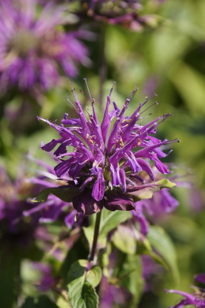 Bergamotplant (Monarda 'Blaustrumpf')