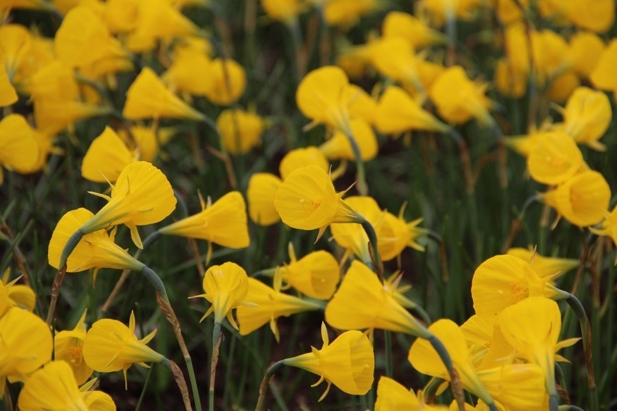 Narcis (Narcissus 'Oxford Gold')