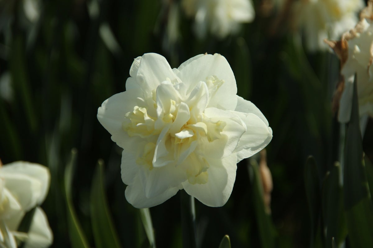 Narcis (Narcissus 'Easter Born')