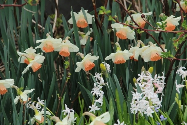 Narcis (Narcissus 'Pink Charm')