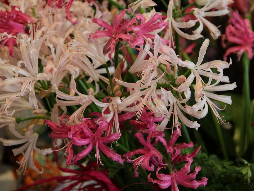 Kliplelie (Nerine bowdenii -Breeders Blend)