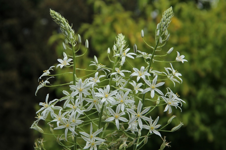 Vogelmelk (Ornithogalum ponticum 'Sochi')