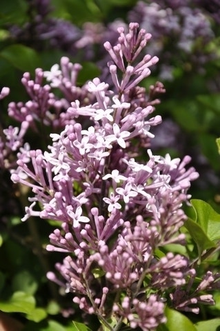 Dwerg Sering (Syringa meyeri 'Palibin')