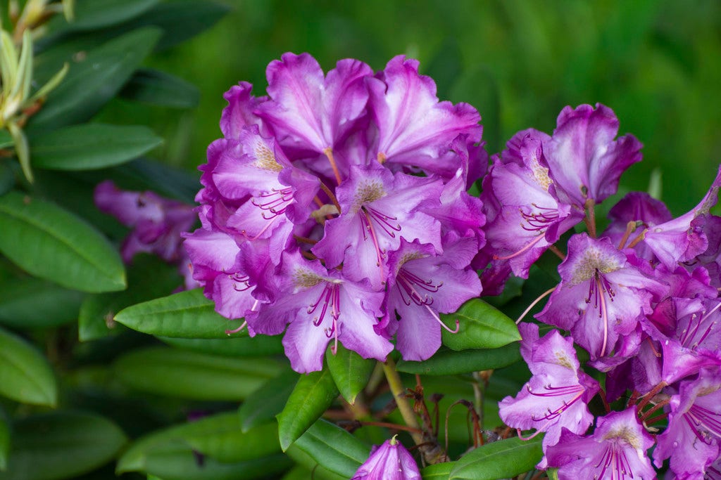 Rhododendron (Rhododendron 'Bohlkens Lupinenberg')