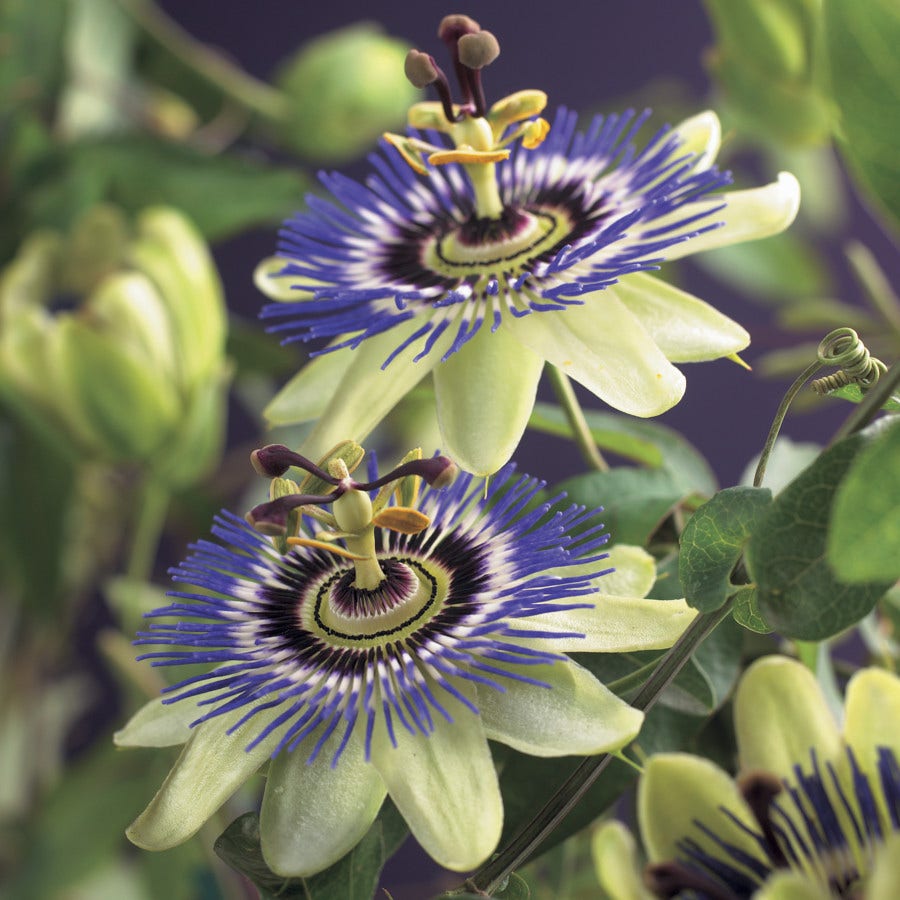 Passiebloem (Passiflora caerulea)