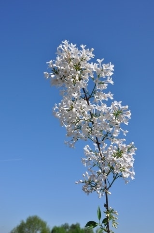 Dwerg sering (Syringa persica 'Alba')