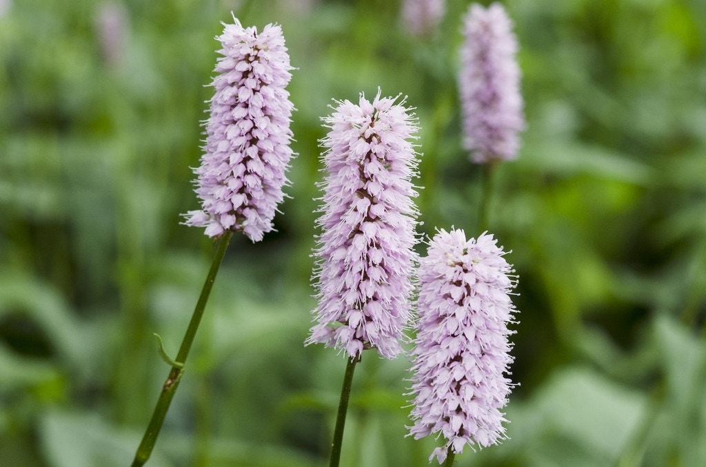 Adderwortel (Persicaria bistorta 'Superba')