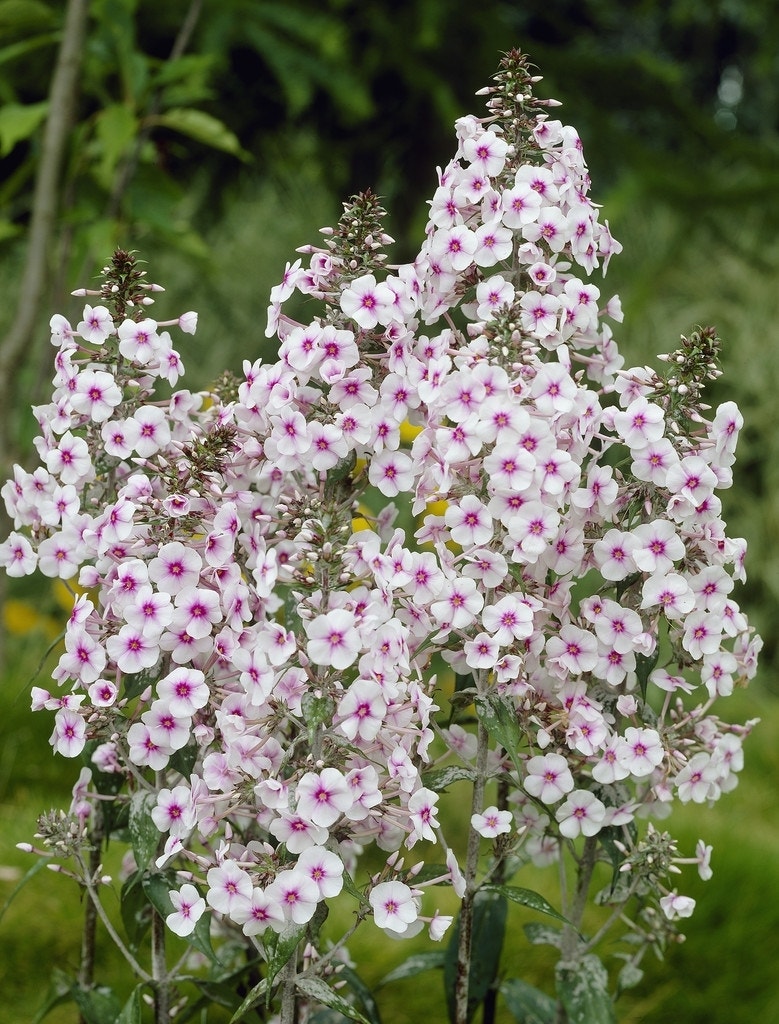 Vlambloem (Phlox 'Delta' )