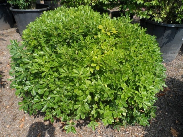 Australische laurier (Pittosporum tobira 'Nanum')