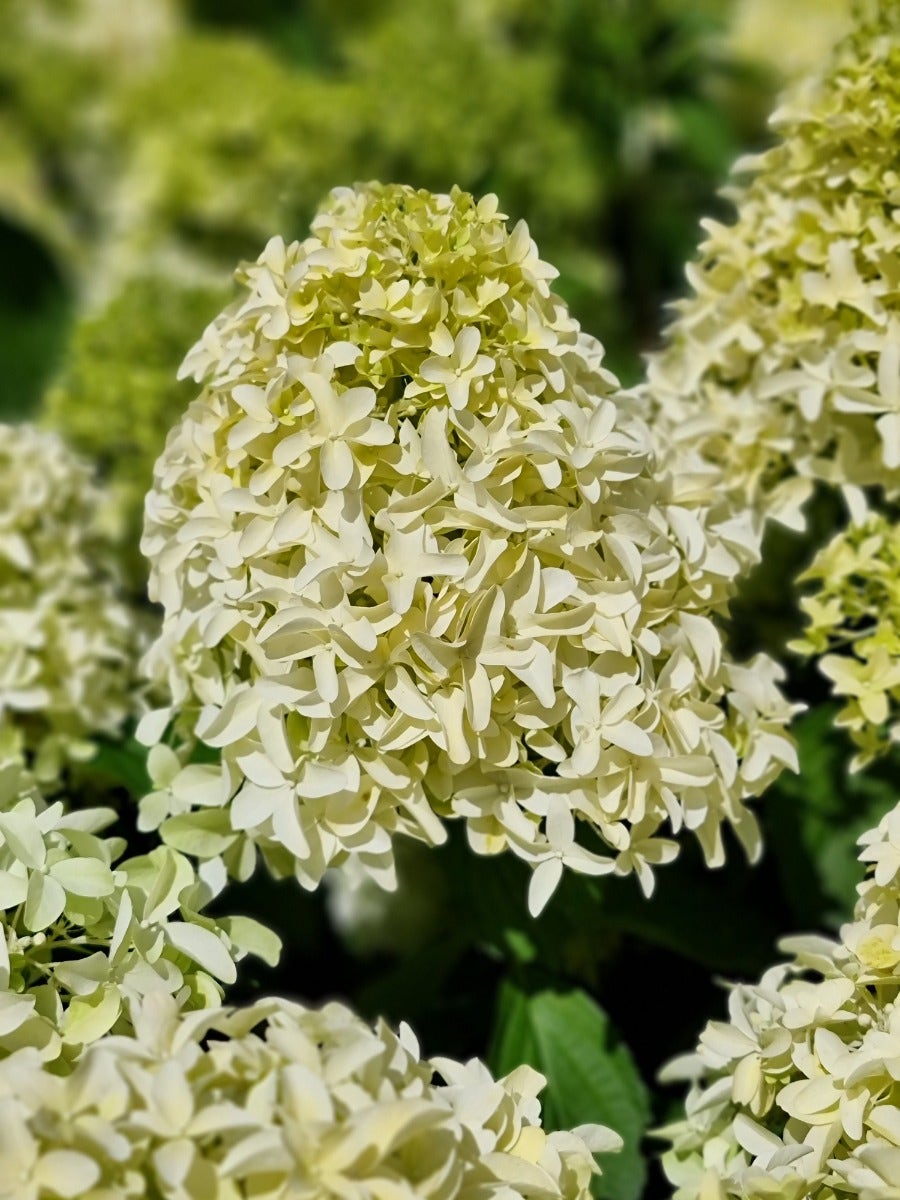 Pluimhortensia (Hydrangea paniculata 'Skyfall')