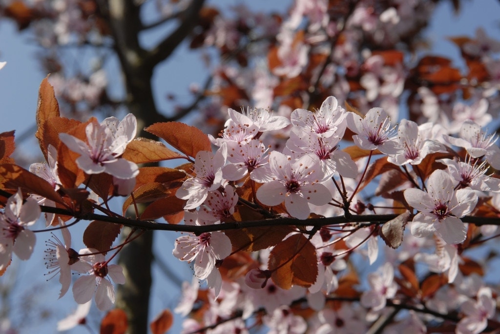 Rode kerspruim op stam (Prunus cistena)