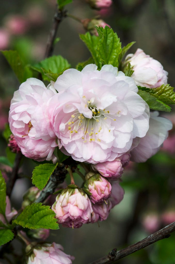 Amandelboompje als struik (Prunus triloba)