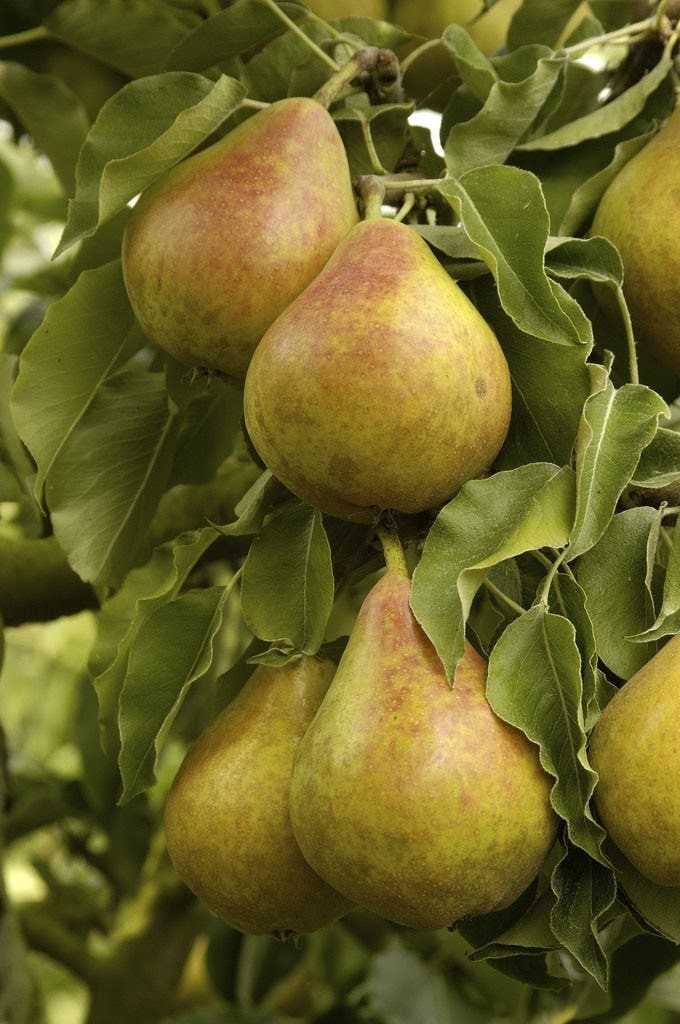 Lei-Peer (Pyrus communis 'Gieser Wildeman')