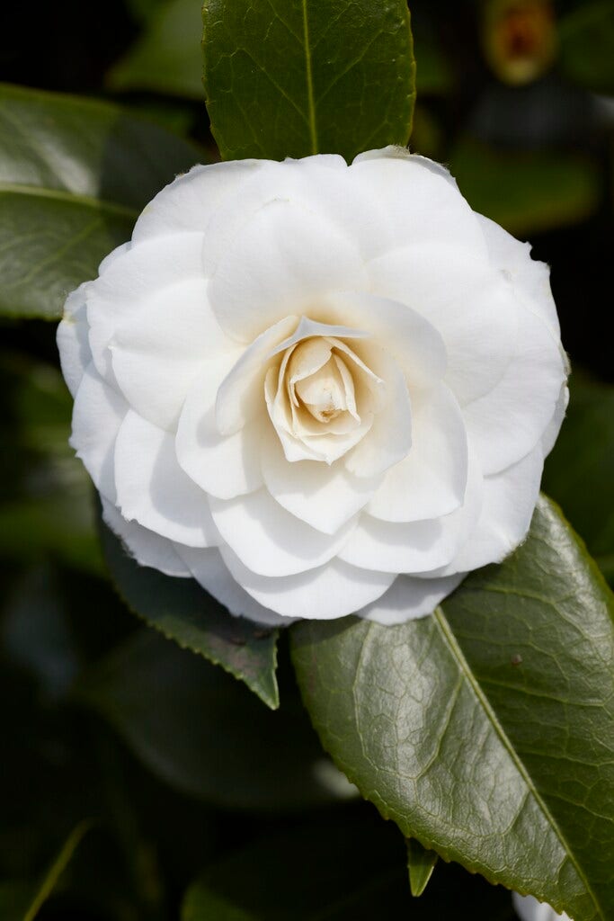 Camelia (Camellia japonica 'Purity')