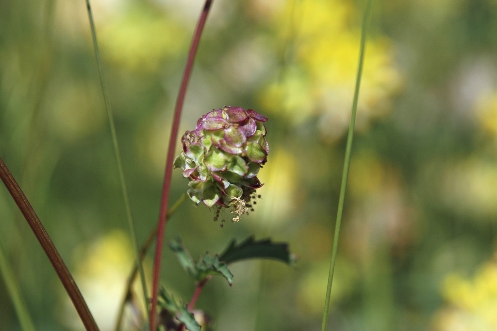 Kleine pimpernel (Sanguisorba minor)