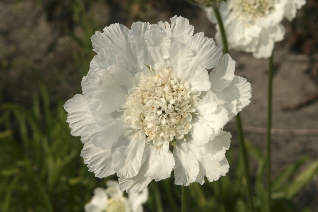 Duifkruid/schurftkruid (Scabiosa caucasica 'Miss Willmott')