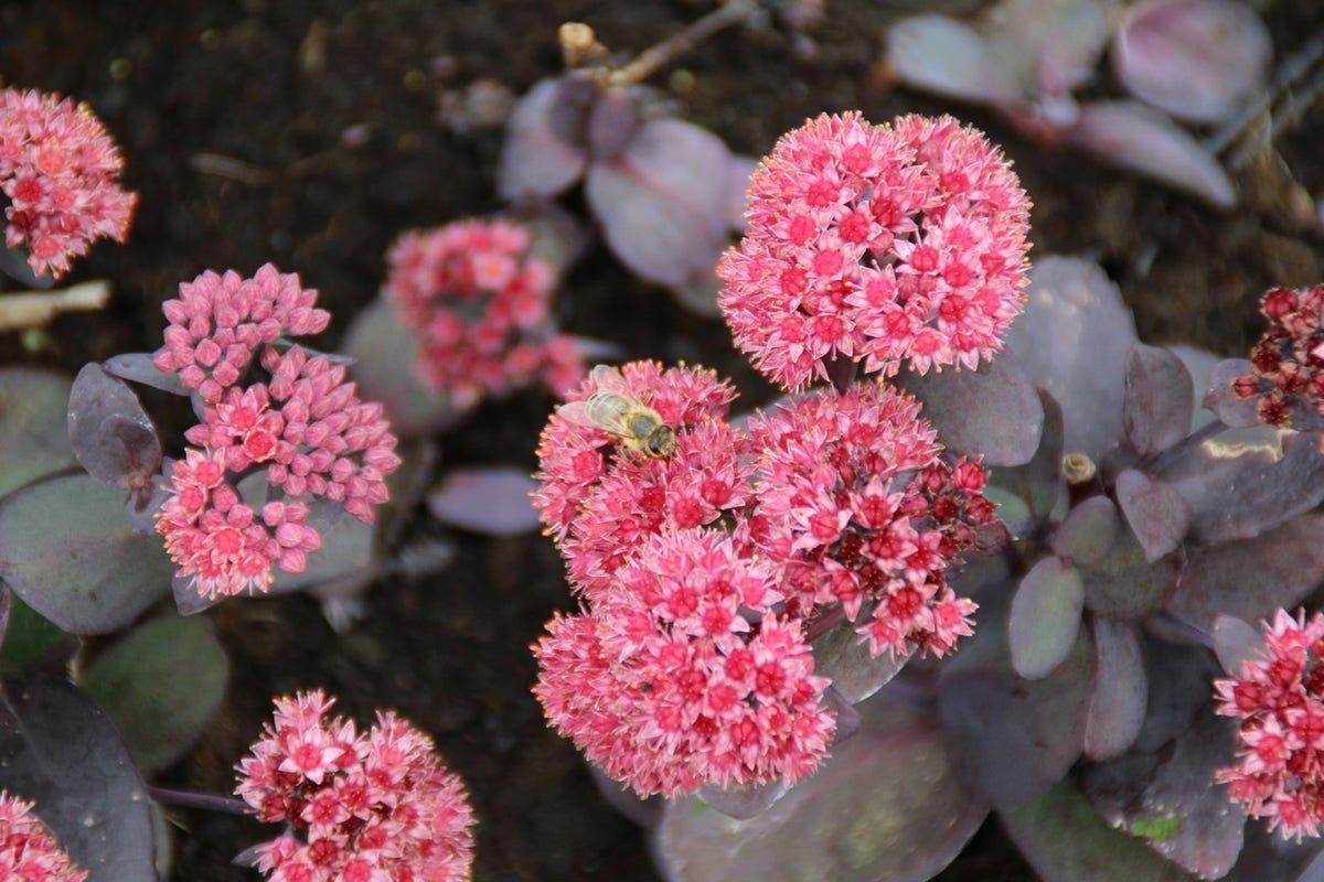 Vetkruid (Sedum 'José Aubergine')