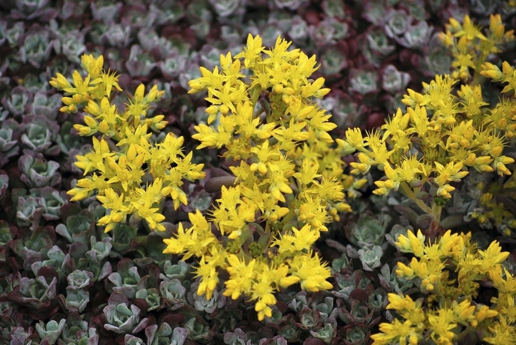 Vetkruid (Sedum spathulifolium 'Purpureum')