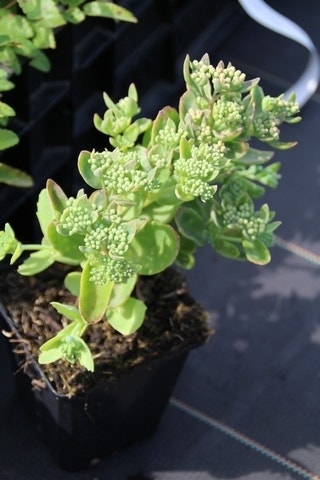 Vetkruid (Sedum telephium 'Munstead Purple')