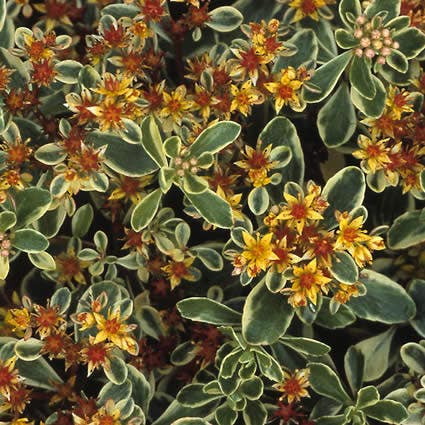 Vetkruid (Sedum kamtschaticum 'Variegatum')