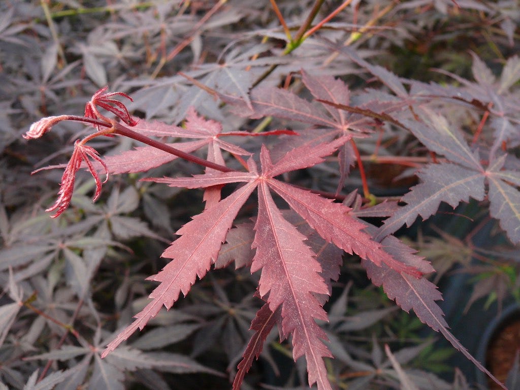 Japanse Esdoorn (Acer palmatum 'Sumi-Nagashi')