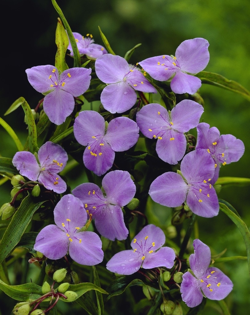 Eendagsbloem (Tradescantia 'Charlotte')