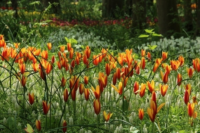 Tulp (Tulipa clusiana chrysantha 'Tubergens Gem')