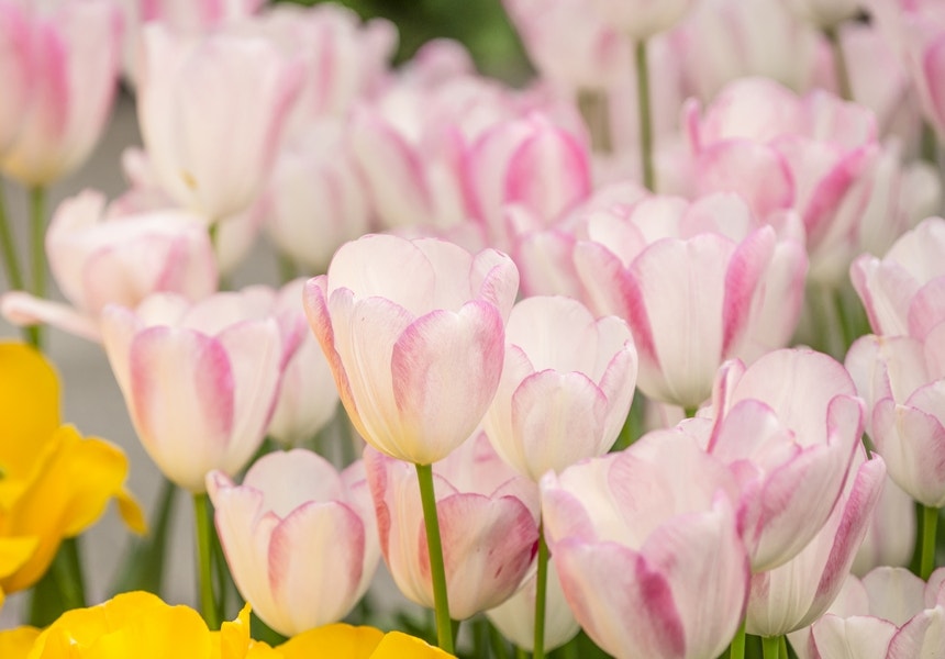 Tulp (Tulipa 'Graceland', Triumph)