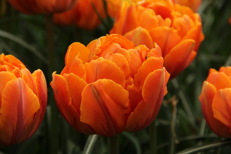 Tulp (Tulipa 'Orange Princess')