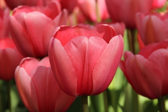 Tulp (Tulipa 'Pink Impression', Darwin)