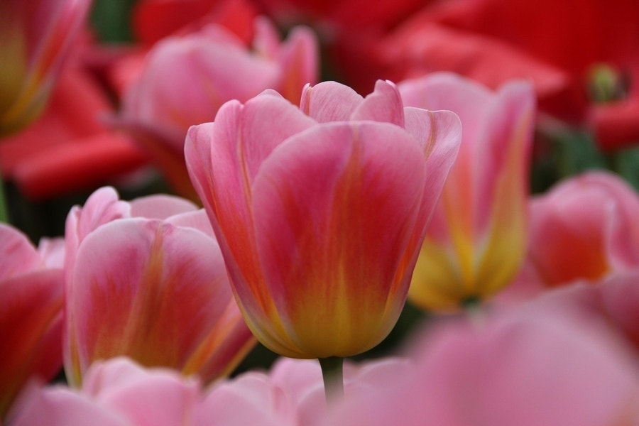 Tulp (Tulipa 'Tom Pouce', Triumph)