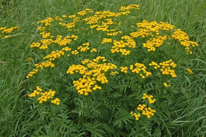 Boerenwormkruid (Tanacetum vulgare)