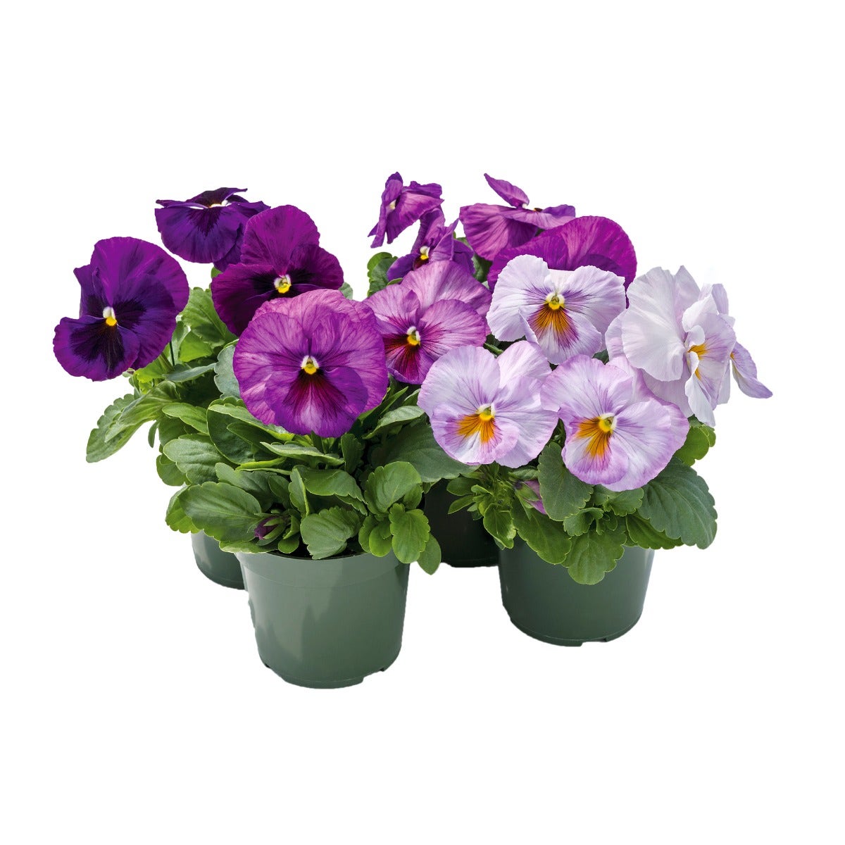 Viooltje (Viola f1 'Lavendel blotch Shades')