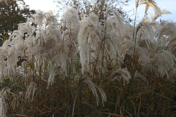 Prachtriet (Miscanthus sinensis 'Kaskade')