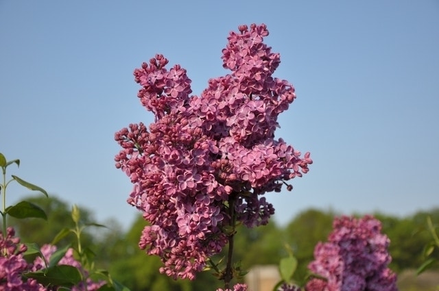 Sering (Syringa vulgaris 'Znamya Lenina')