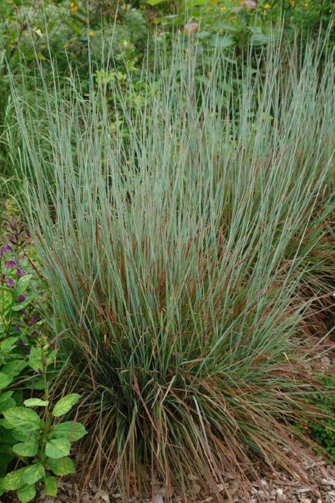 Prairiegras Schizachyrium scoparium ('Standing Ovation')