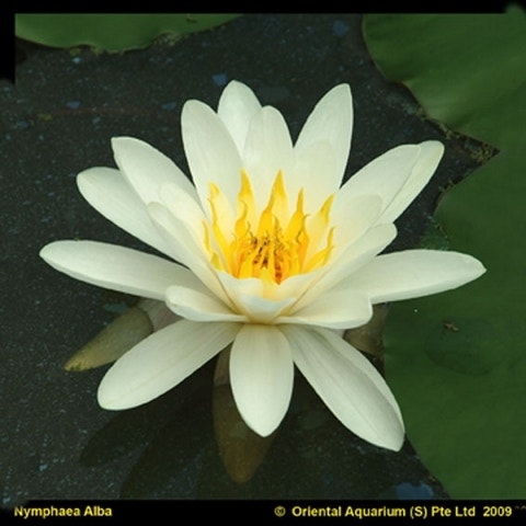 Waterlelie (Nymphaea 'Virginalis')