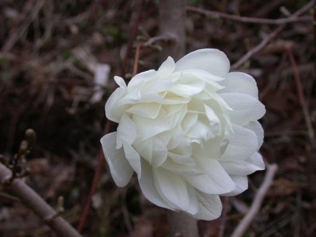 Beverboom (Magnolia loebneri 'Wildcat')