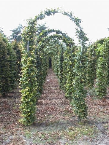 Groene Beukenboog (Fagus sylvatica )