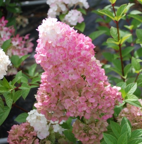 Pluimhortensia (Hydrangea paniculata 'Sundae Fraise')