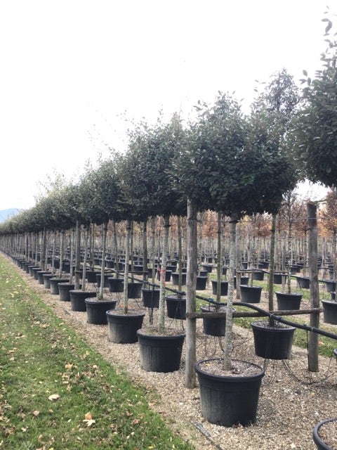 Olijfwilg als boom (Elaeagnus ebbingei 'Compacta')