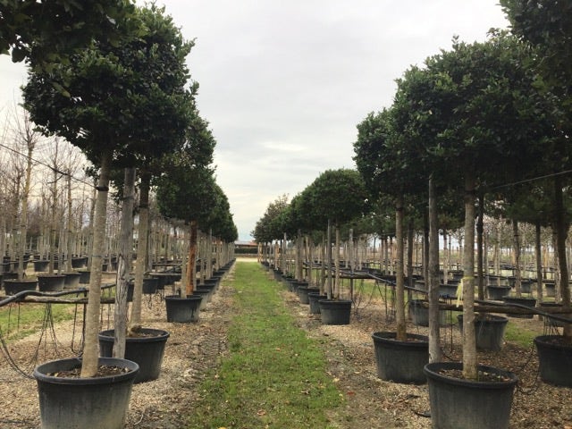 Liguster als boom (Ligustrum japonicum 'Texanum')