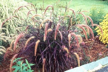 Lampepoetsersgras (Pennisetum advena 'Rubrum')