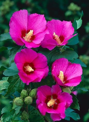 Altheastruik (Hibiscus syriacus 'Russian Violet')