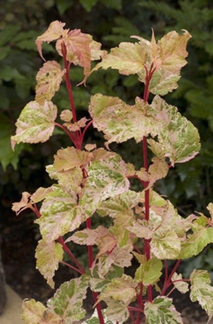 Esdoorn (Acer conspicuum 'Silver Cardinal')