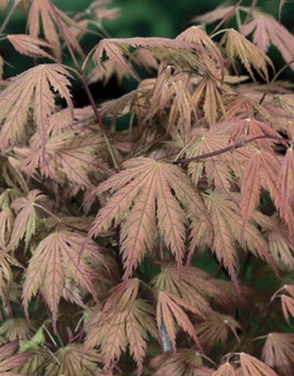 Japanse Esdoorn (Acer palmatum 'Ariadne')