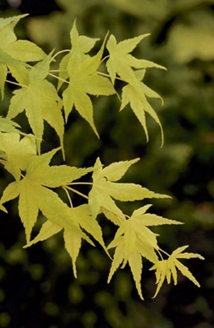 Japanse Esdoorn (Acer palmatum 'Aoyagi')